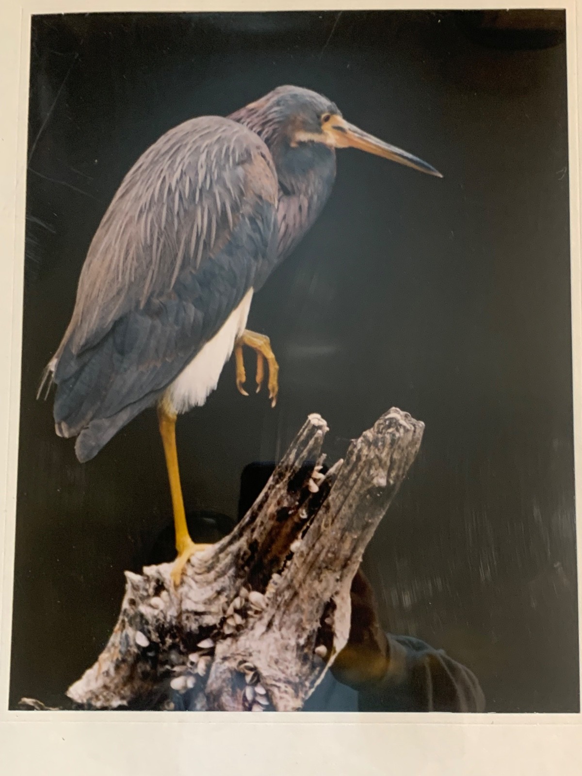 Framed Great Blue Heron Wildlife Photography Prints Set of 2 Nature Bird Art