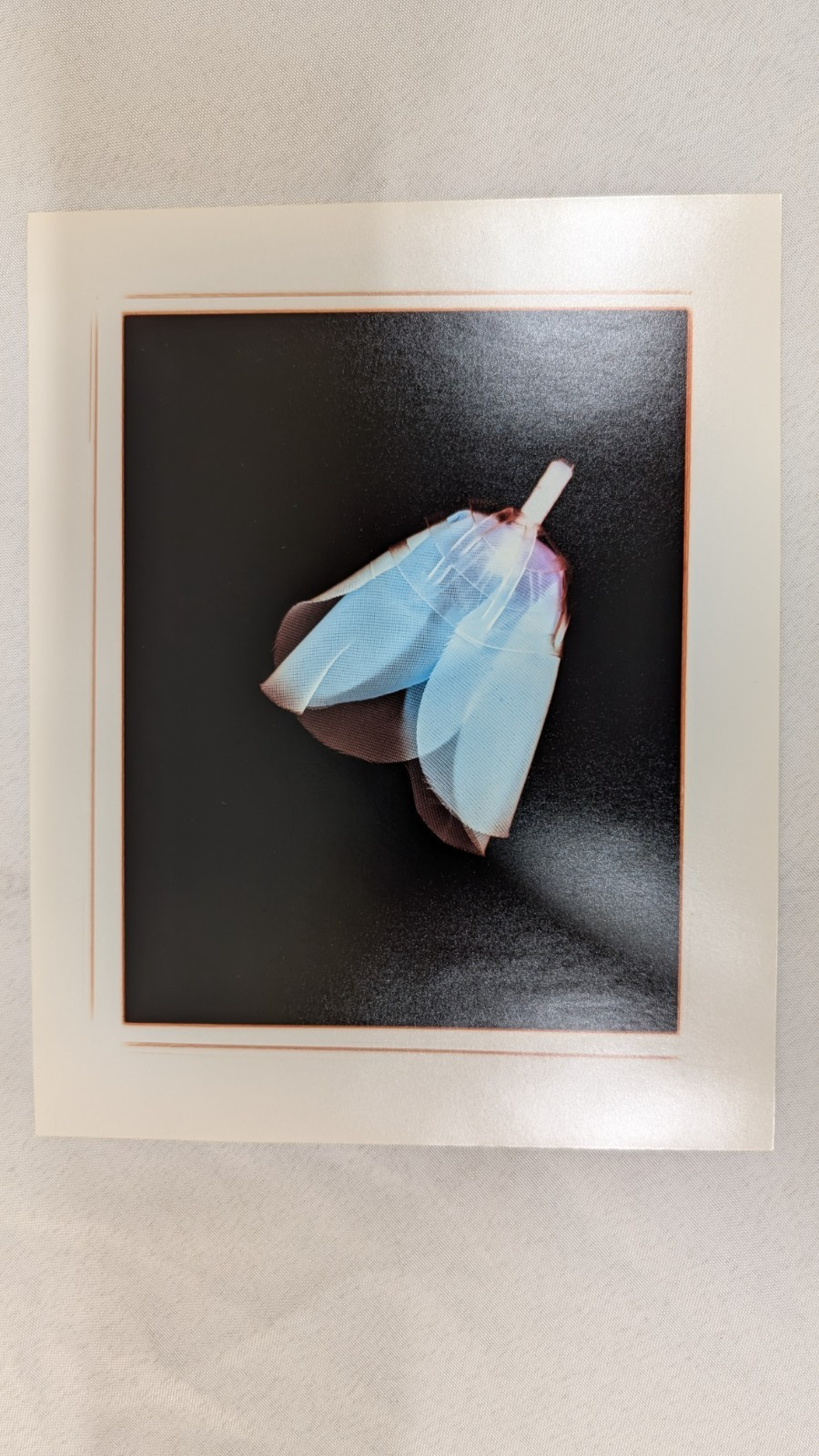 X-ray artwork of a flower by contemporary NY photo artist Mary Pinto 31/100