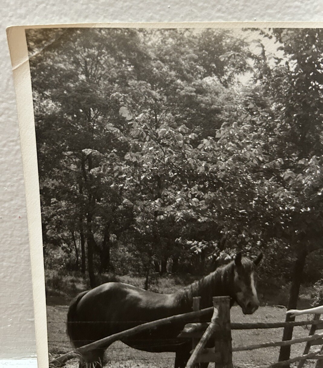 Arthur Gray Standard Oil Photographer Cleveland Ohio Beautiful Woman Horse Look!