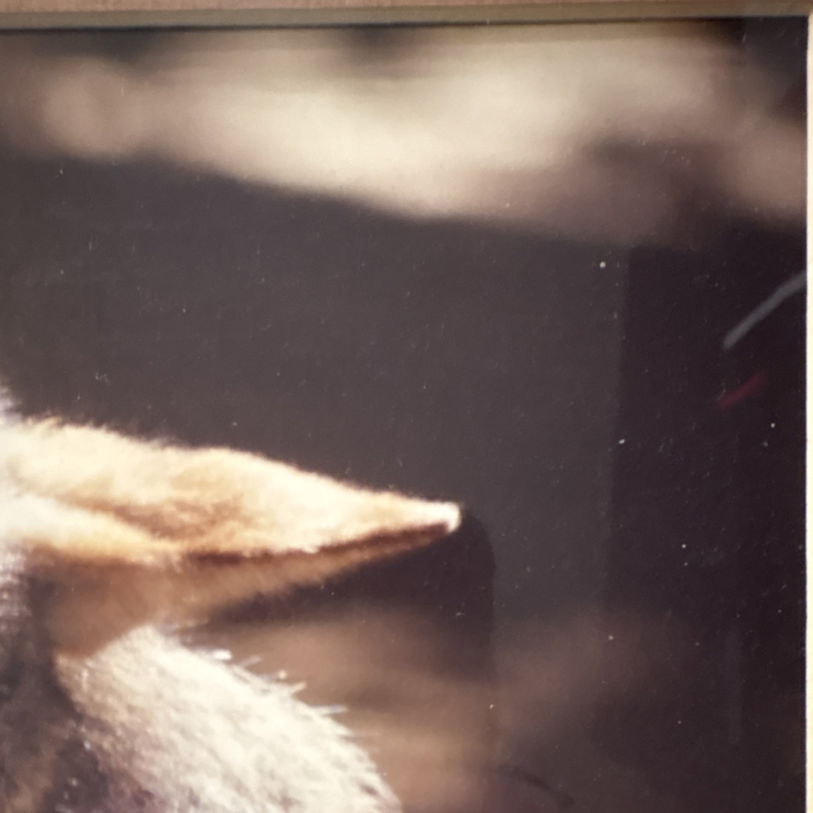 Gerry Lamarre Wildlife Photography Coyote Nature Art Print Framed Double Matted