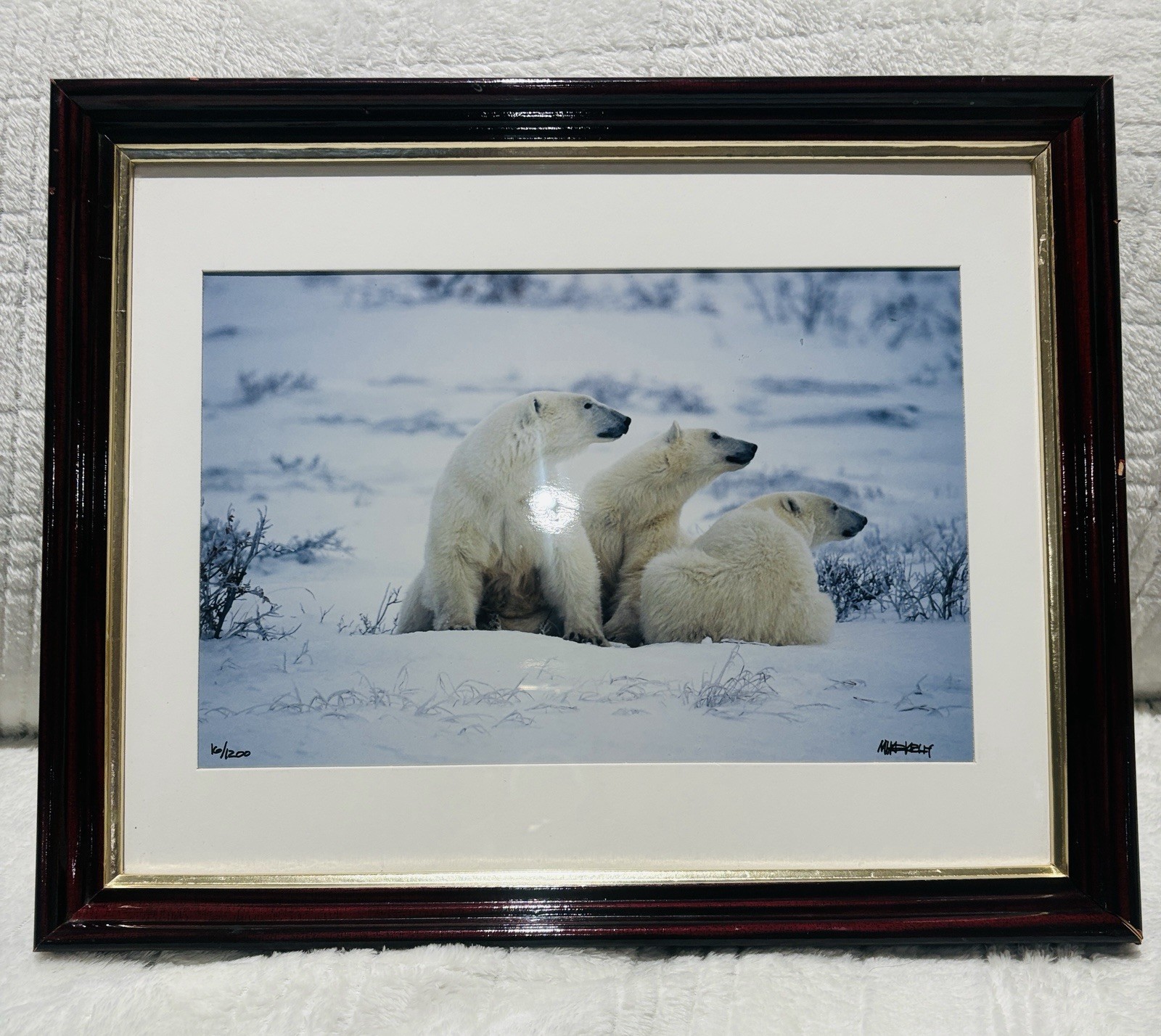 Mike Kelly Framed Limited Edition Photograph Polar Bears in Snow Signed 16/1200