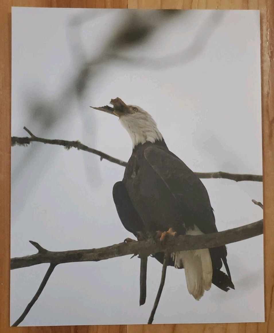 American Bald Eagle Print Picture Sitting on Tree Branch Eating Fish 8×10