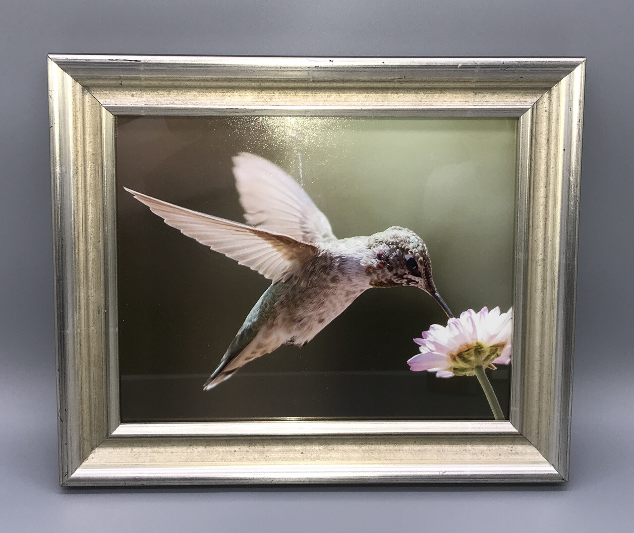 Hummingbird Framed Photograph Flight Feeding Flower, Silver Gold Frame 12×10