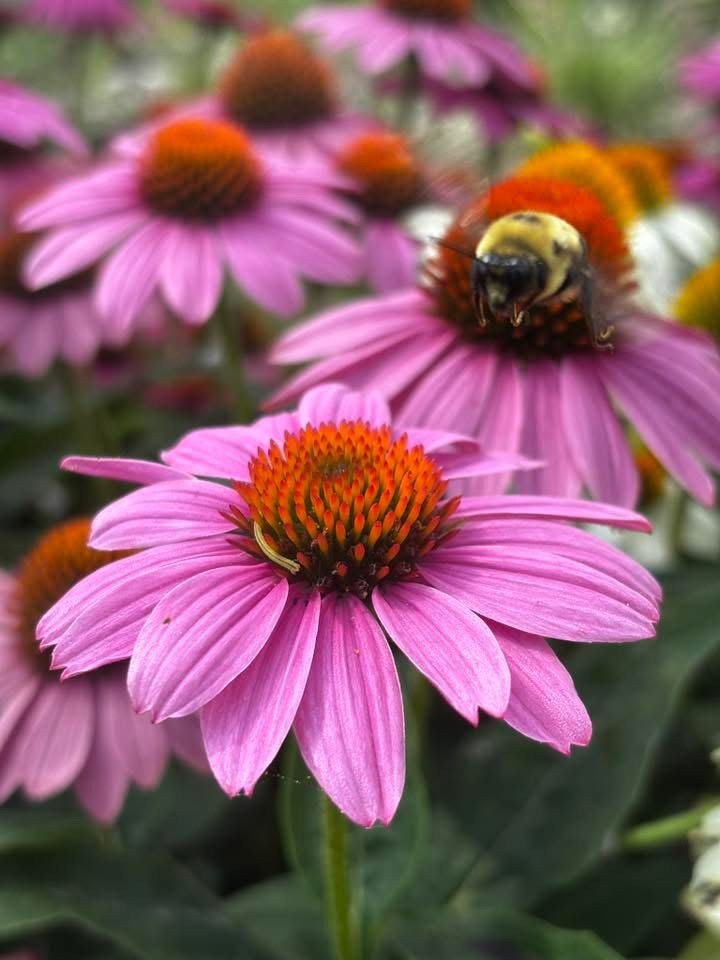Flower Bee Photograph Print Color Decor