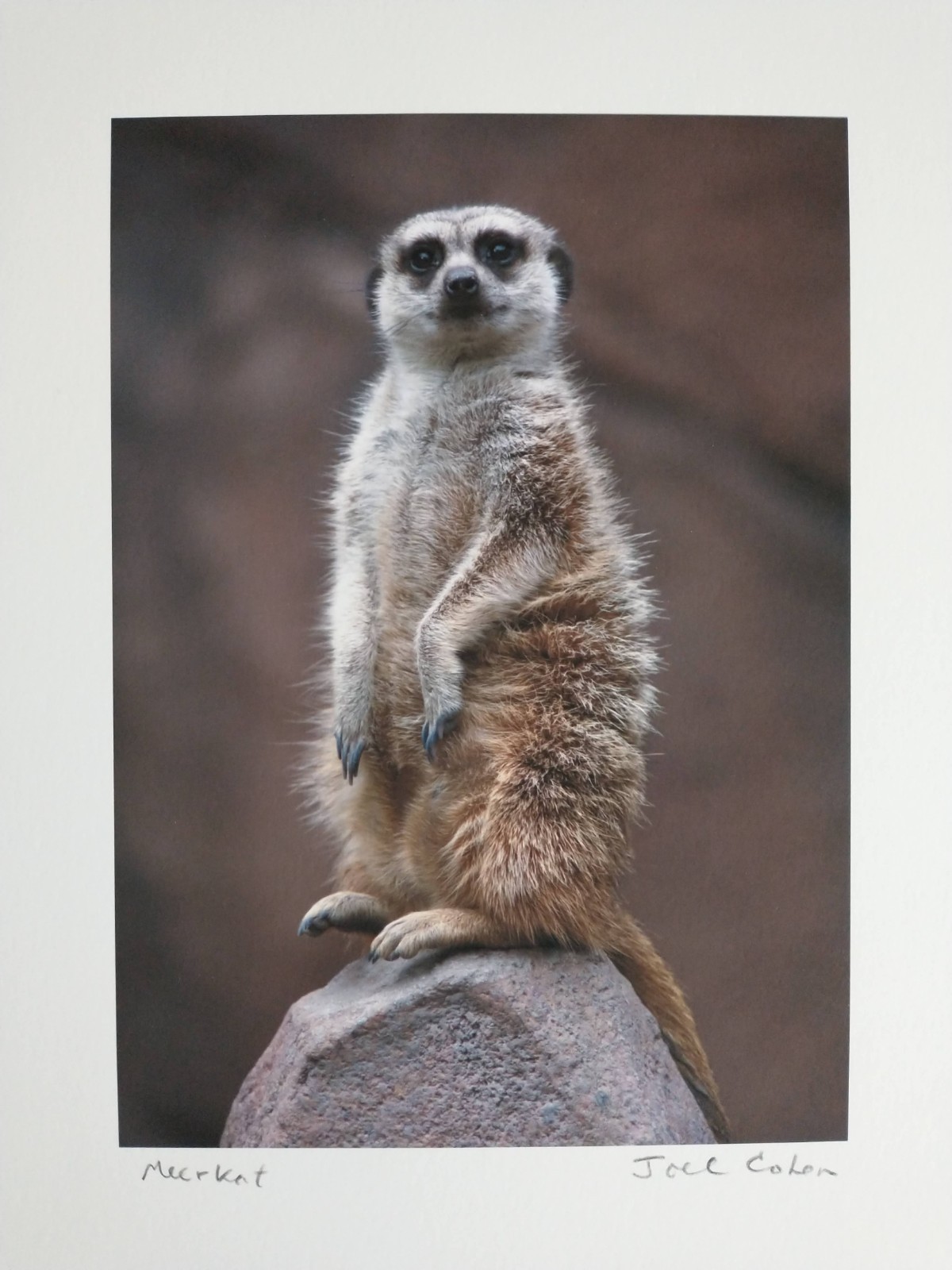 Joel Cohen “Meerkat” photograph, 2007, hard signed, framed, excellent condition