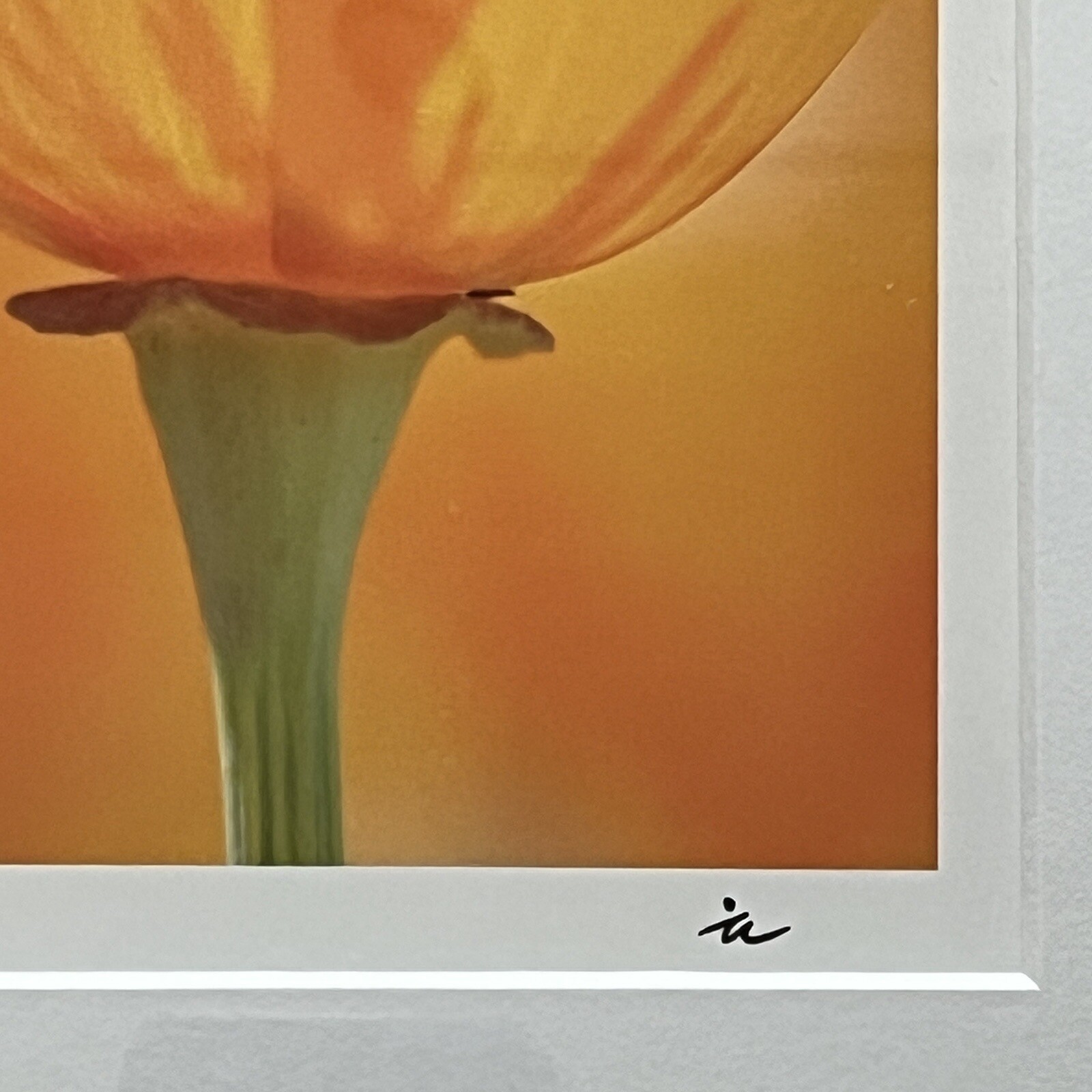California Poppy Flower Art Photograph Signed & Framed