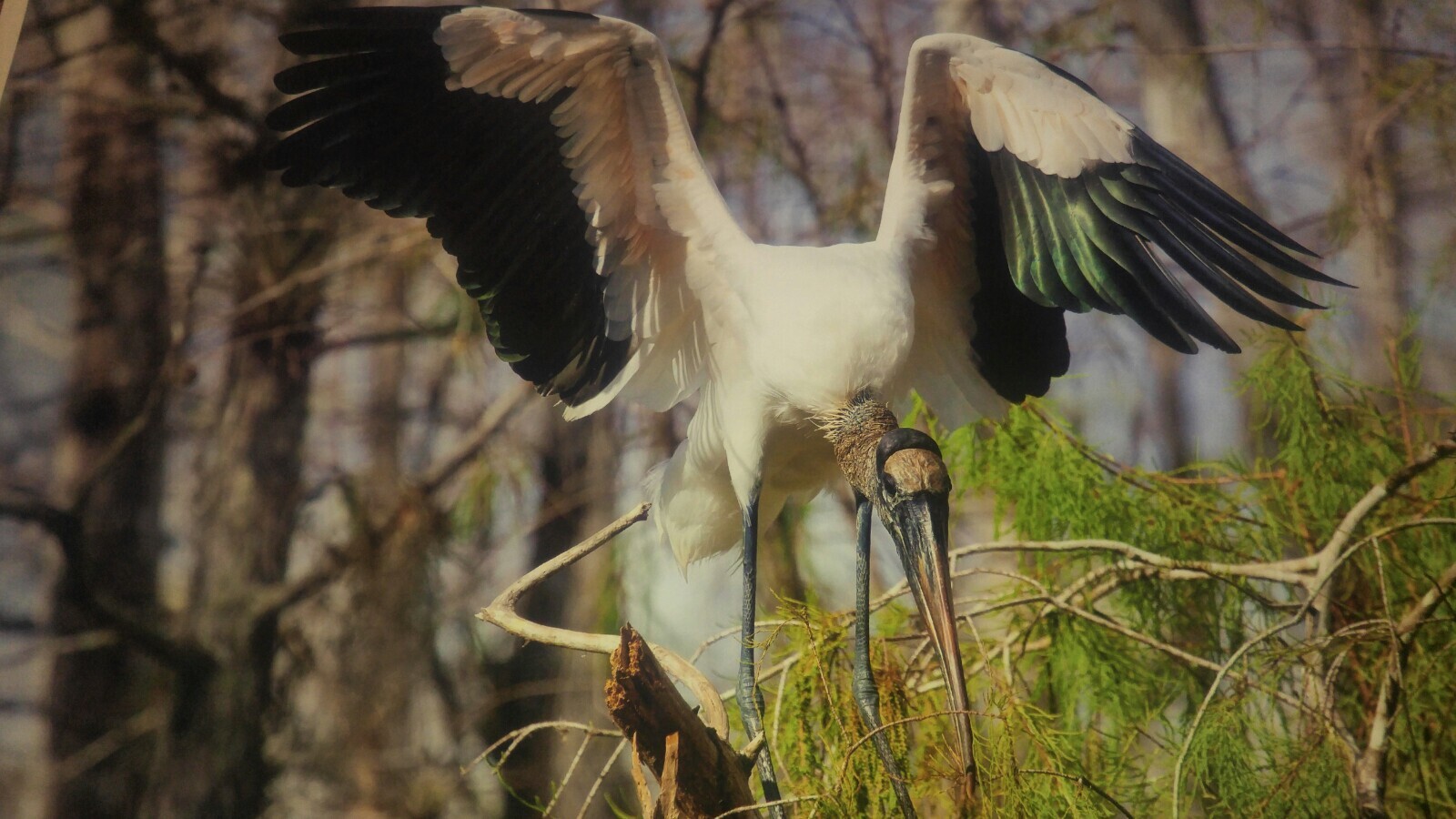 19×13 Digital Art Photograph Wood Stork Bird Wildlife Bay Ocean Nesting