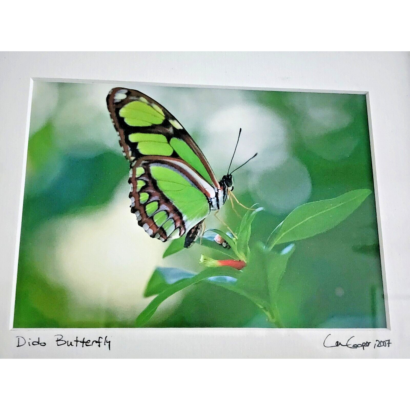 Signed Lance Cooper Dido Butterfly Framed Photo Print 2007 Nature Photography