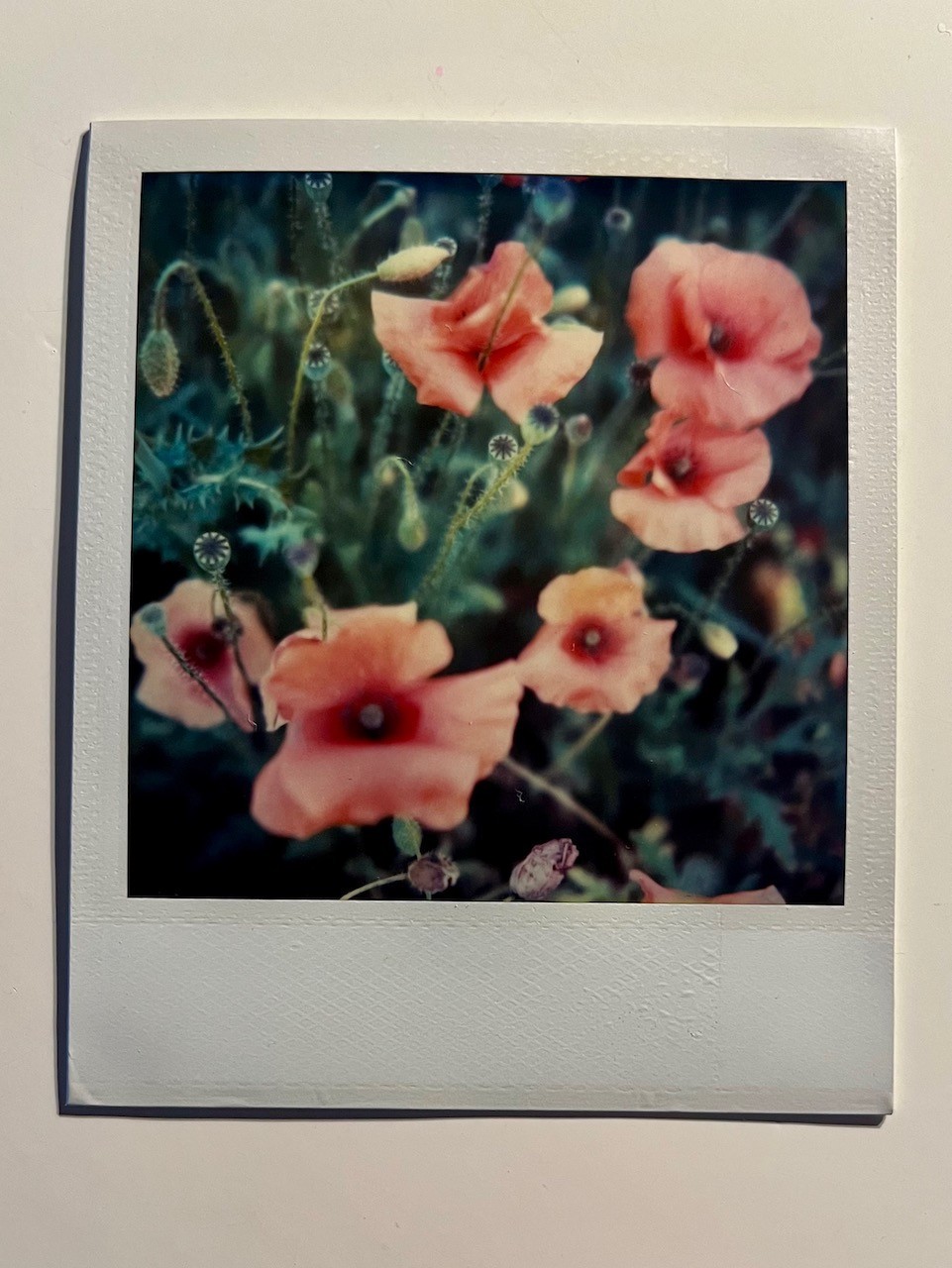 1 x Polaroid, Flower, Poppy, SX 70, Color Photo, Photography, Instant Photo, Art