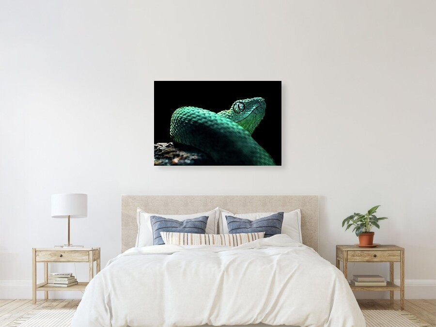 West African Bush Viper Reptile Macro Photography Snake Art Print