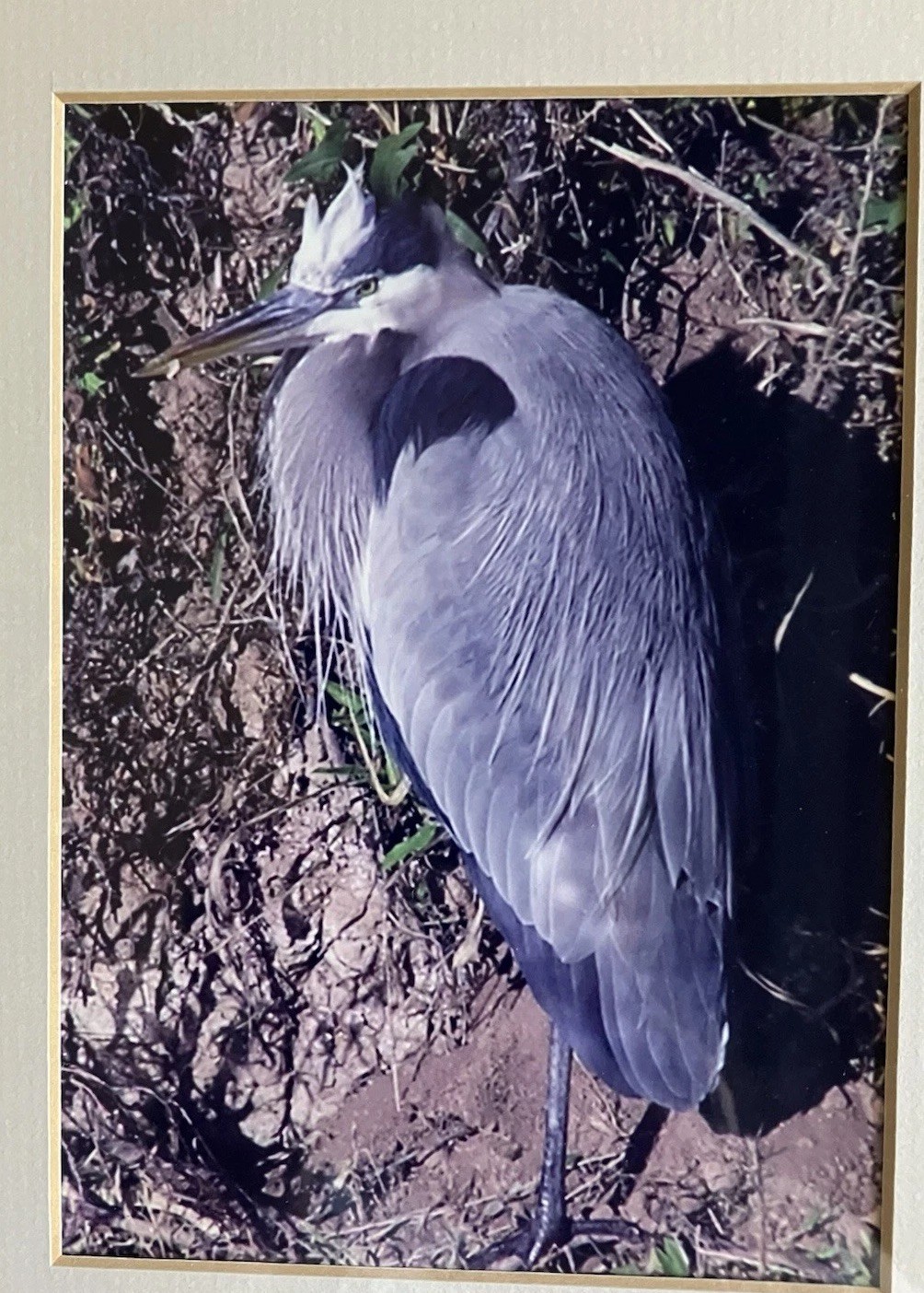 Framed And Matted Photograph Great Blue Heron Signed 14 X 11 Inches