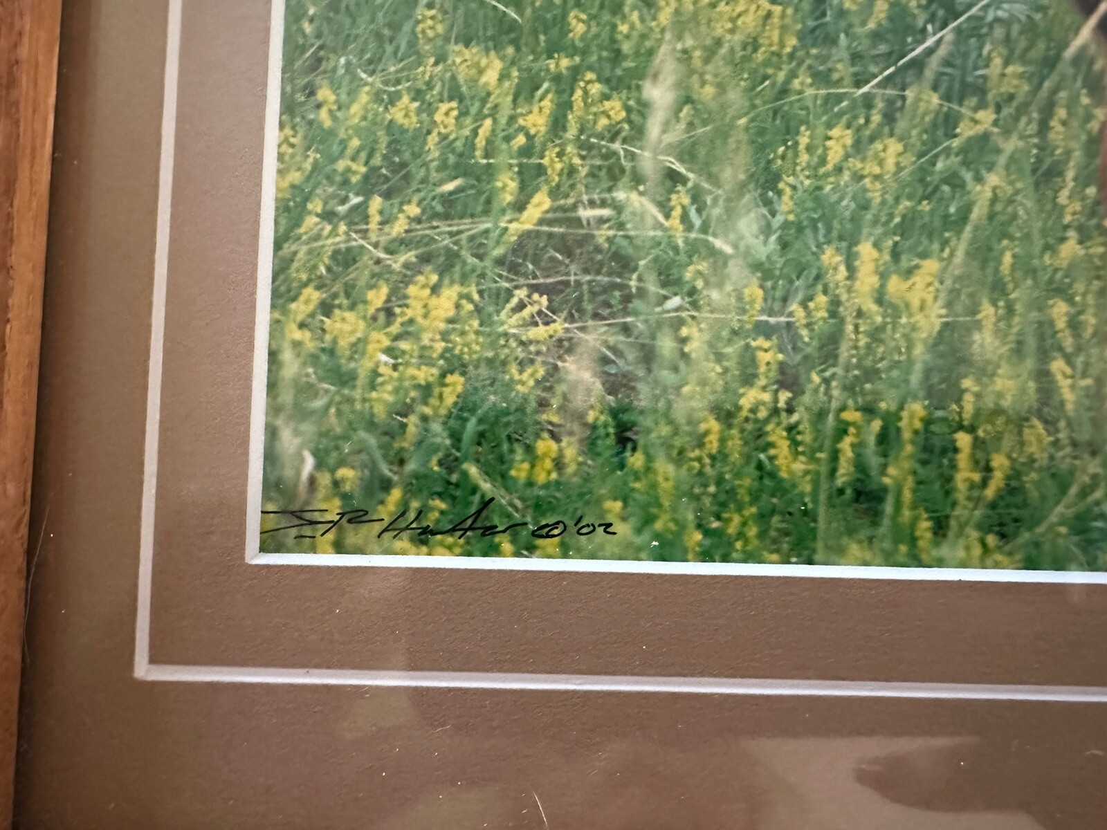 Framed Twin Mule Deer Fawn Wildlife Photography By J.R. Hunter (Signed)