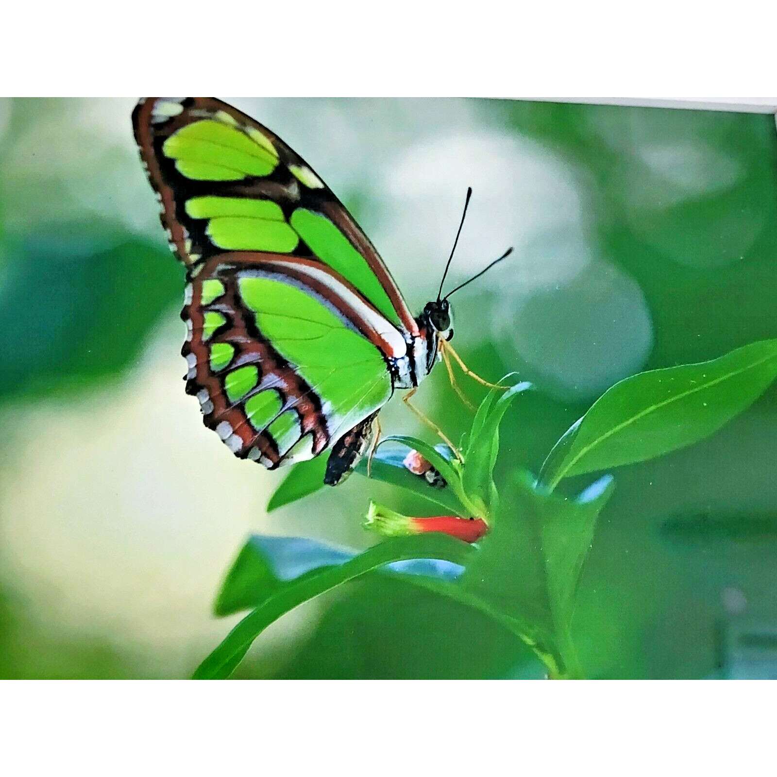 Signed Lance Cooper Dido Butterfly Framed Photo Print 2007 Nature Photography