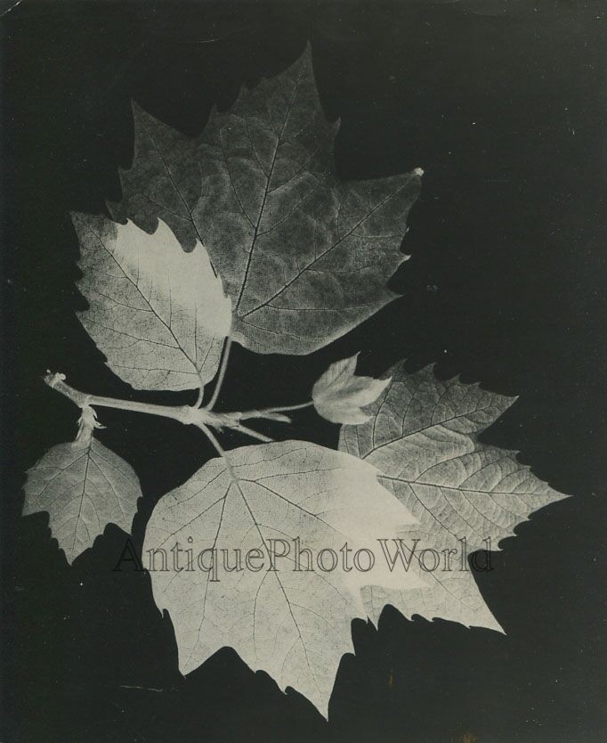 Maple leaves photogram vintage abstract art photo by Claire Kofsky