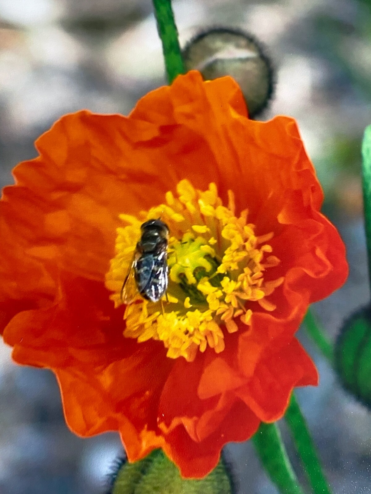 11 X 14 Photo in matte – signed by photographer Marie Whitton- Orange Poppy