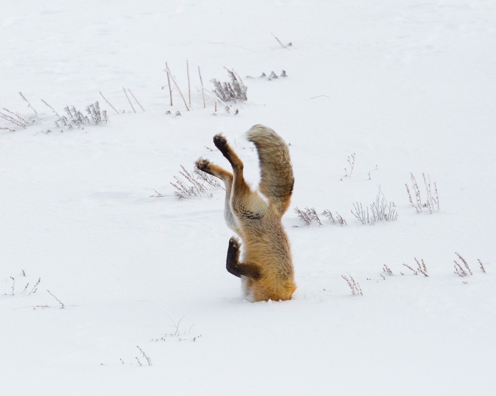 Fox hunting in snow 8″x10″ Photograph Print 8×10