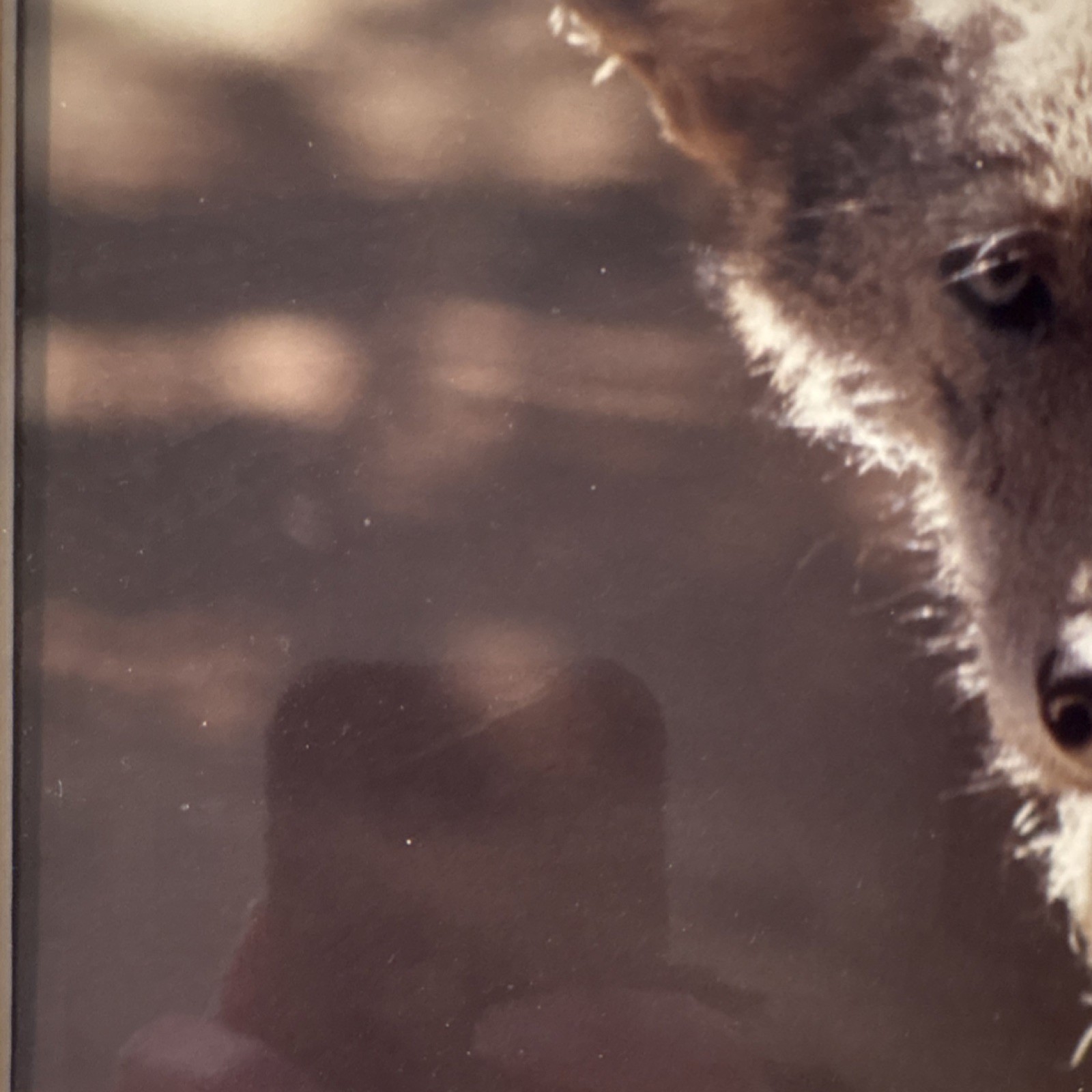 Gerry Lamarre Wildlife Photography Coyote Nature Art Print Framed Double Matted