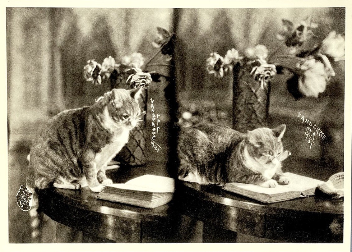 James Van Der Zee Art Photo Print Card – Smart Cat, 1931 – Fotofolio 4.25”x6”