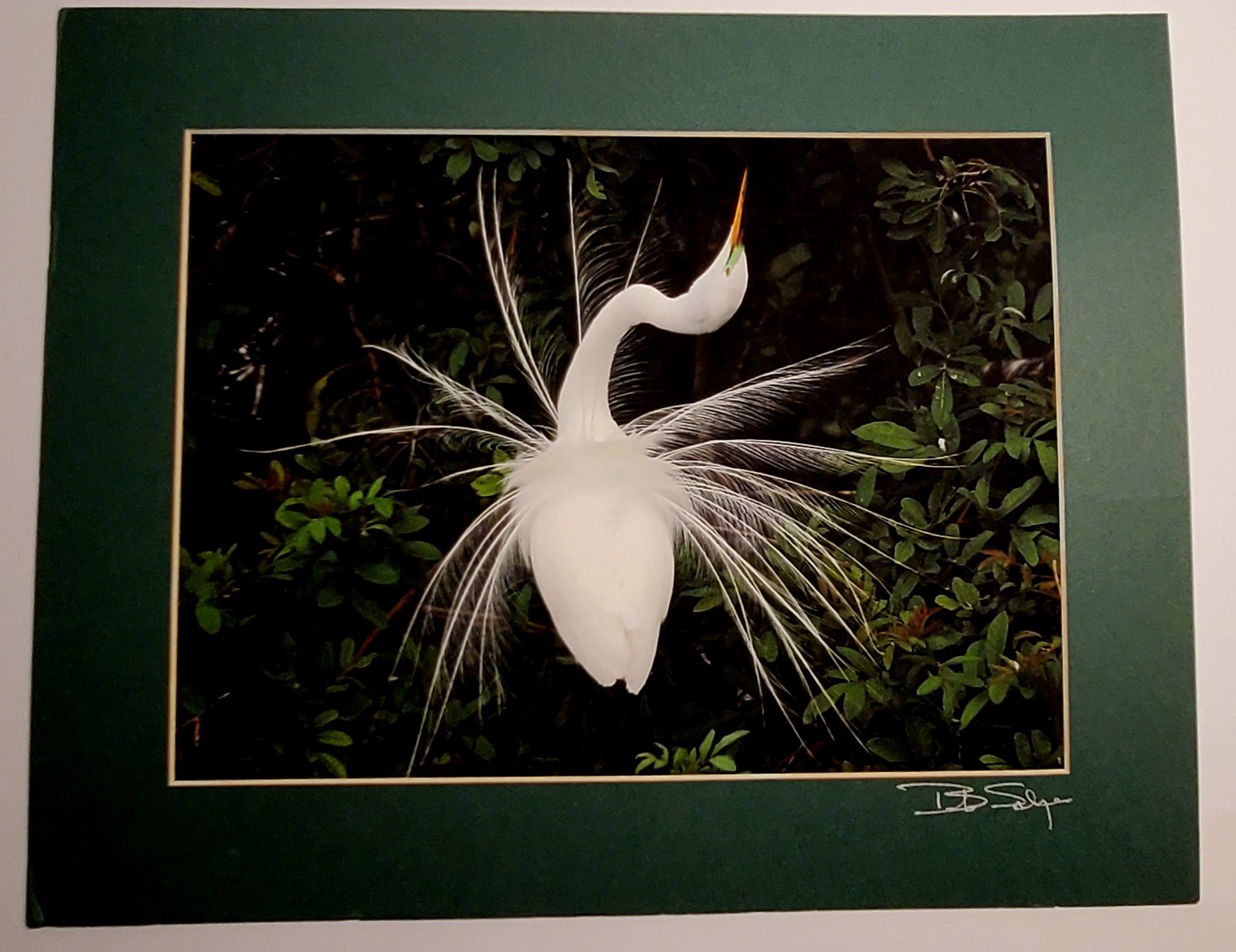 Signed Bob Salyers Heron & Egret Wildlife Photo Prints Pair 11×14 2005 Matted