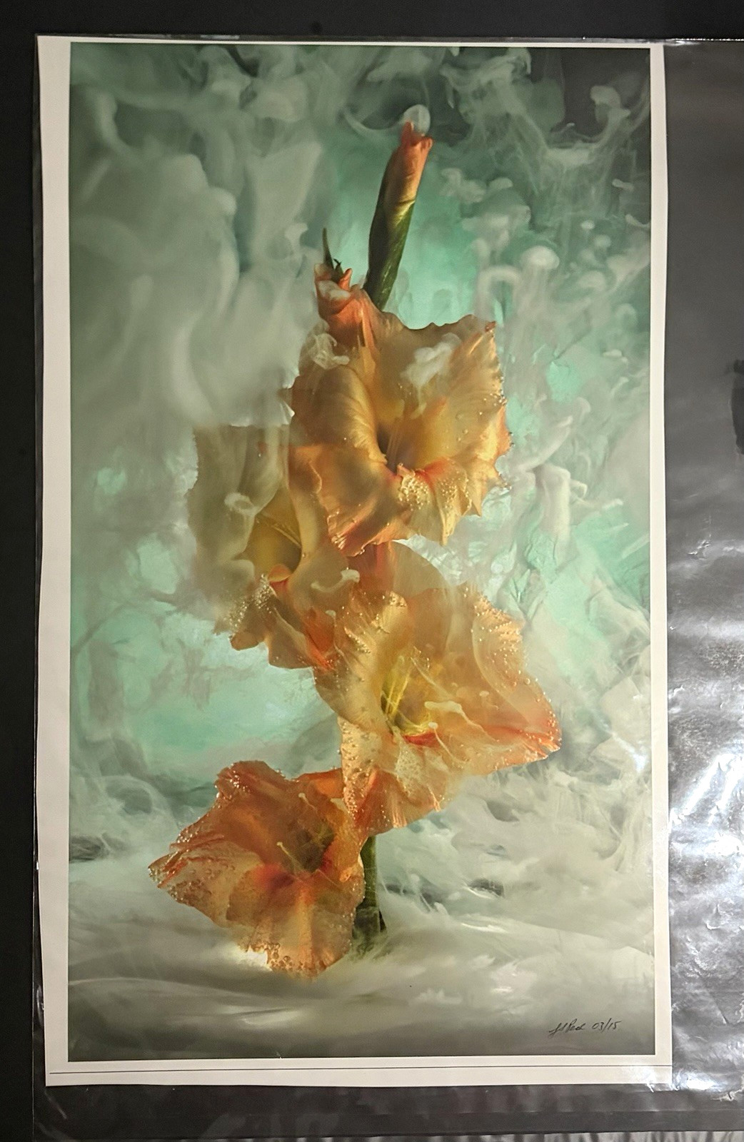 J Scott Peck Ltd Ed. 03/15 Ethereal Lighting Yellow Gladiolus Flower Photo Print