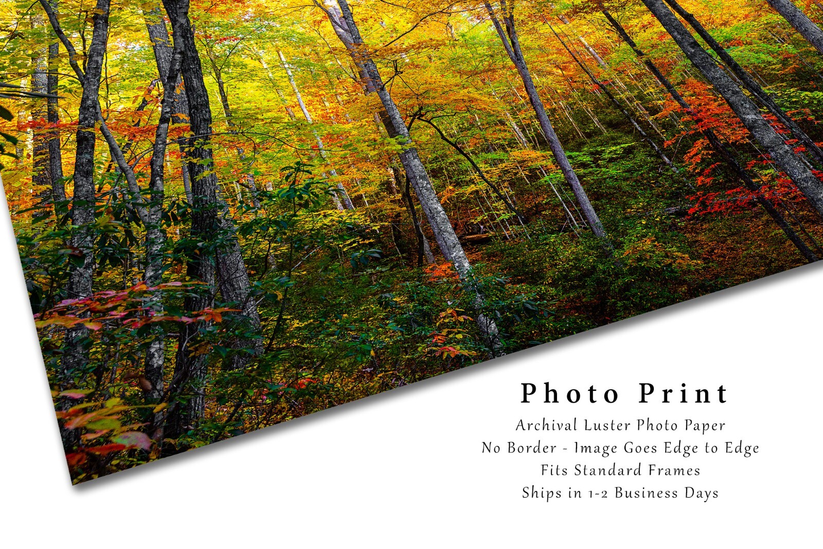 Trees with Fall Color in Great Smoky Mountains Tennessee Photography Print