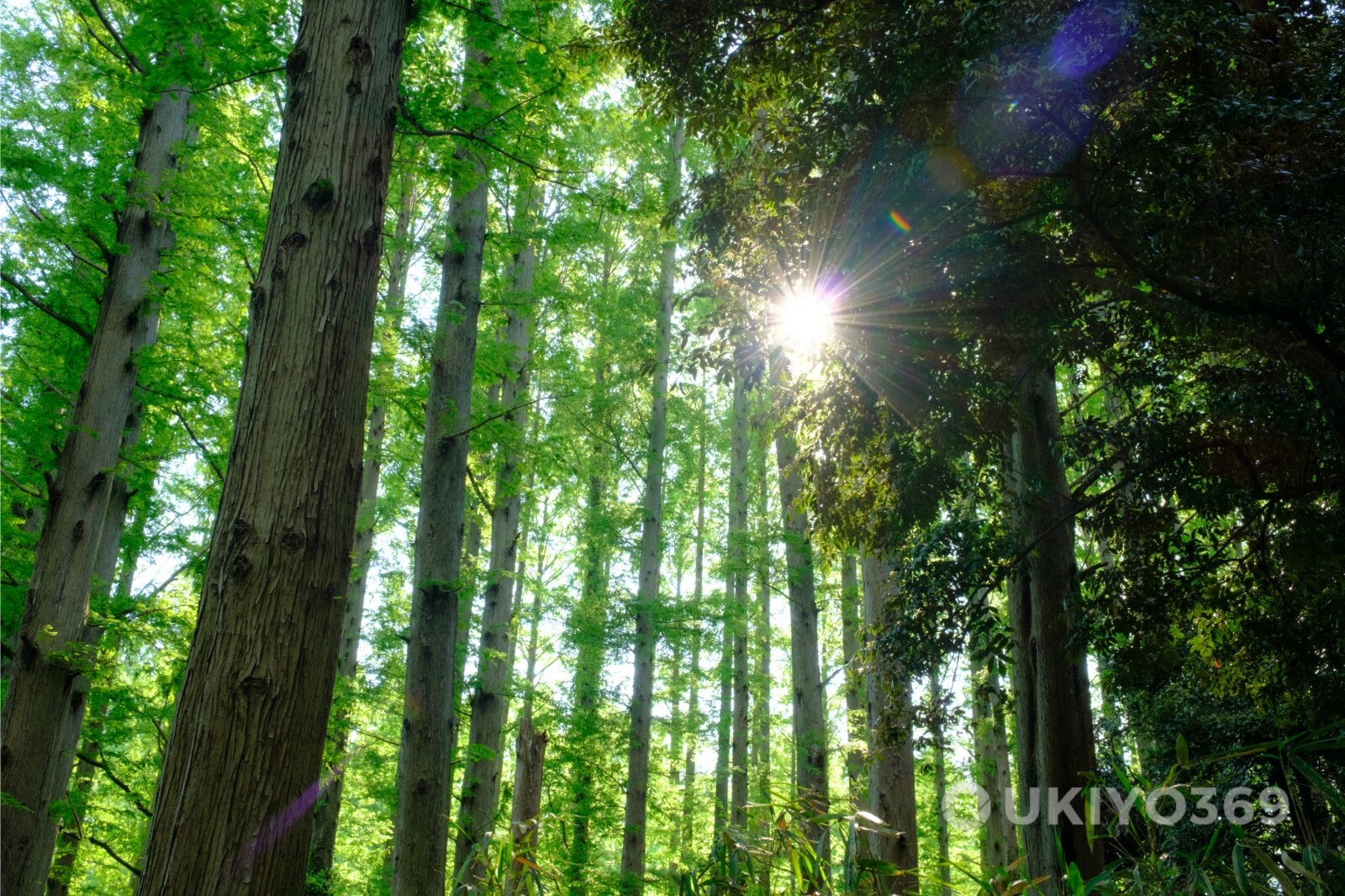 Digital Image Picture Photo Wallpaper Background Desktop Nature Forest Landscape