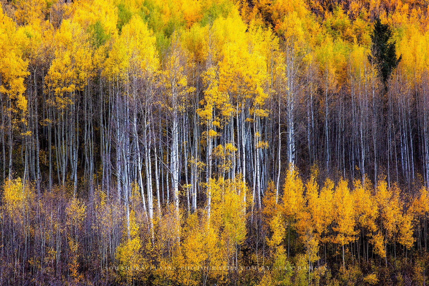 Autumn Wall Decor Art Print of Aspen Trees Appearing as Reflection in Colorado