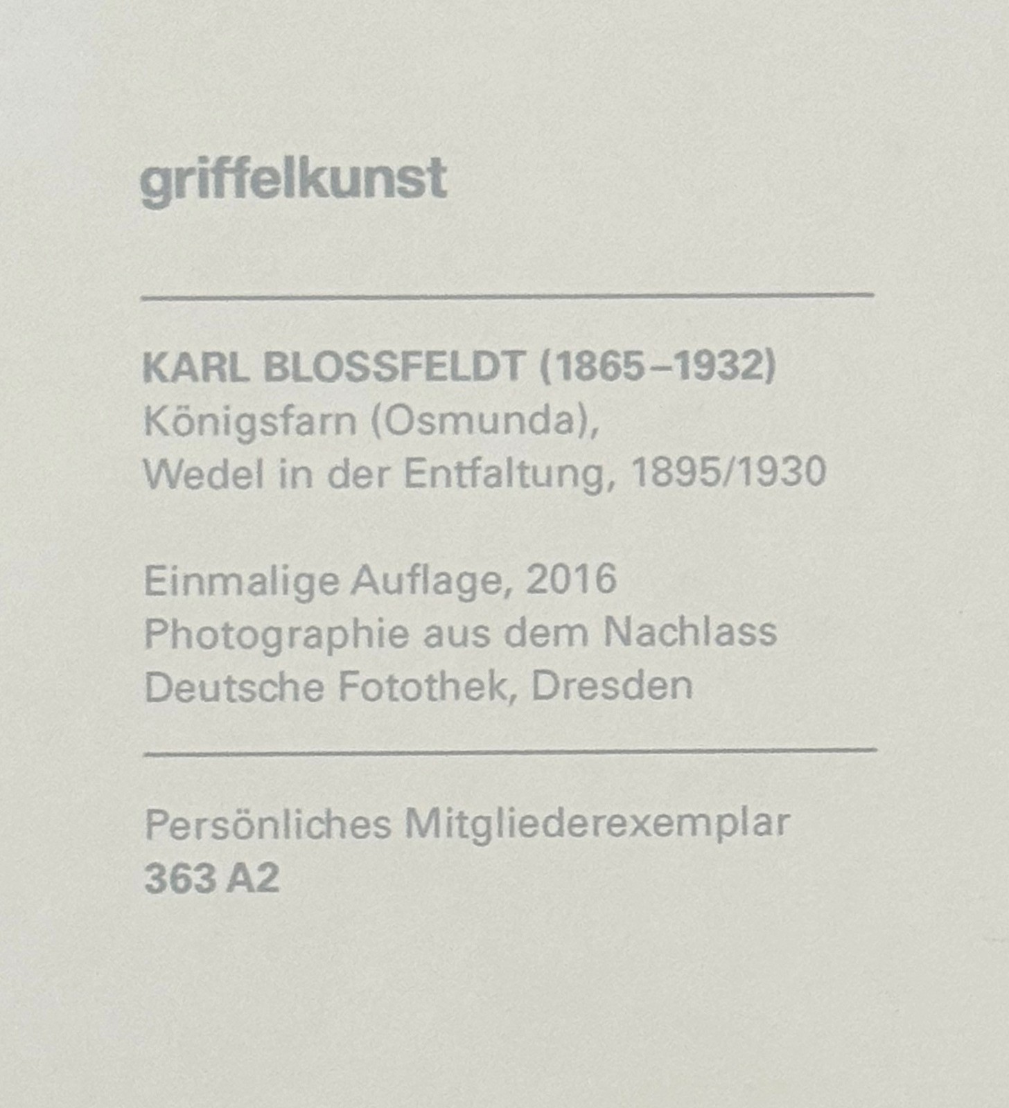 Karl Blossfeldt, King Fern, photograph from the estate, stylus art 2016