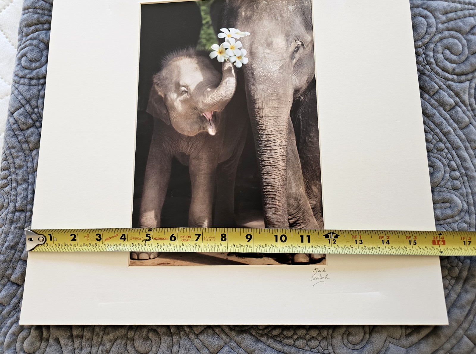 Heartwarming Photograph Baby Elephant Holding Plumeria Flowers, Thailand, 16×16″