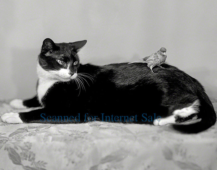 1920 Bird Lands on Cats back and takes a rest…kitten, Cat, Pet