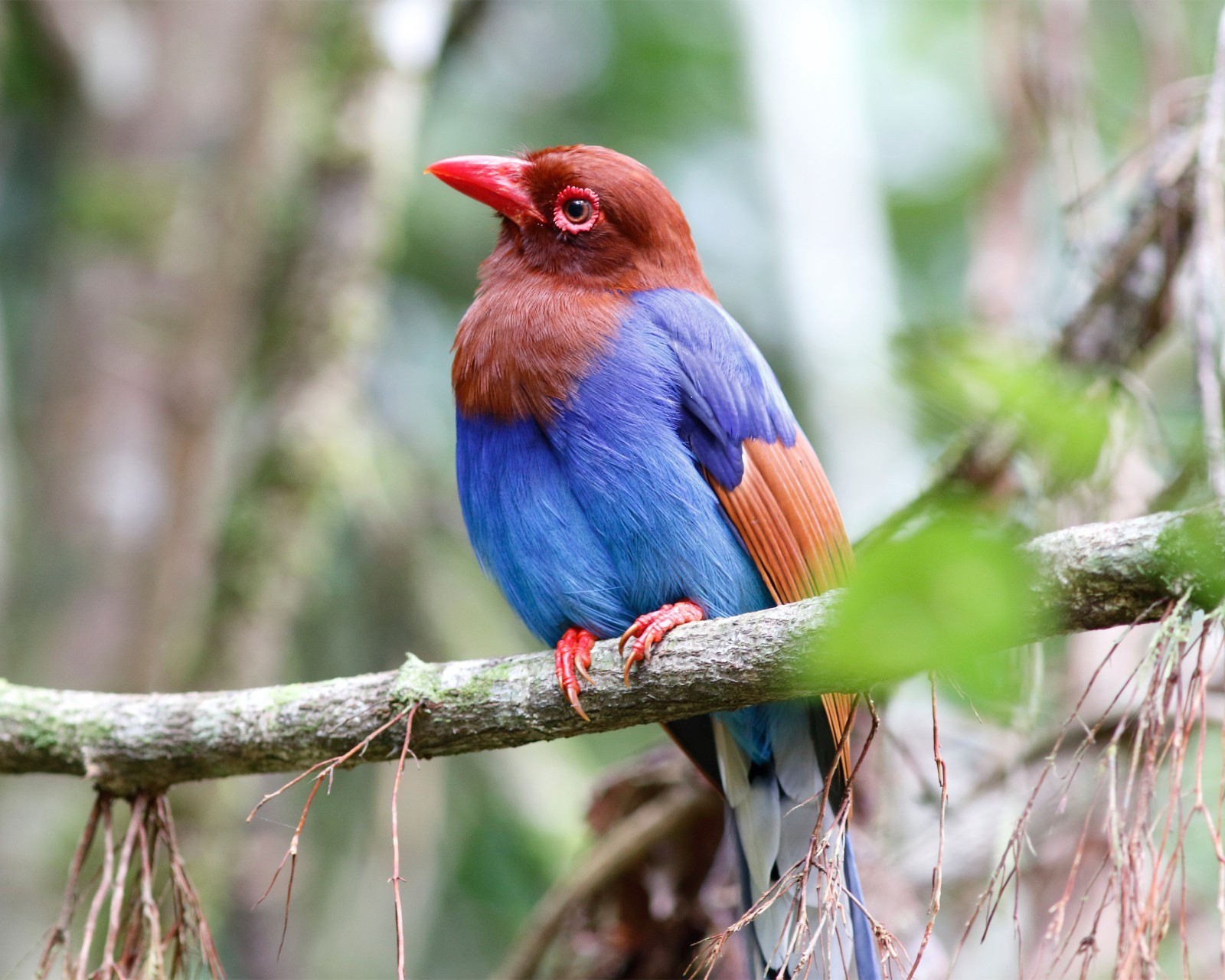 Sri Lanka Blue Magpie 8″x10″ Photograph 8×10 Print
