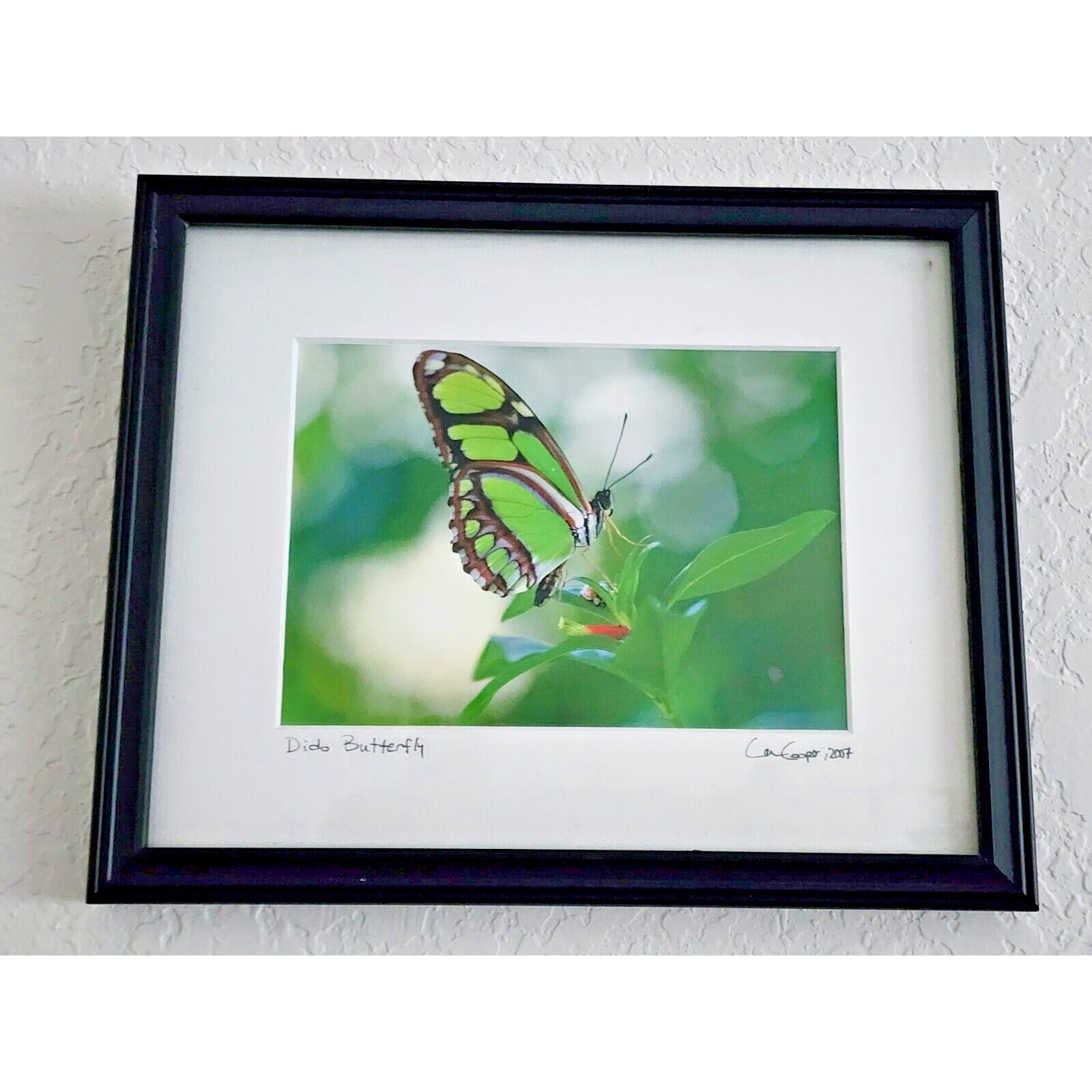 Signed Lance Cooper Dido Butterfly Framed Photo Print 2007 Nature Photography