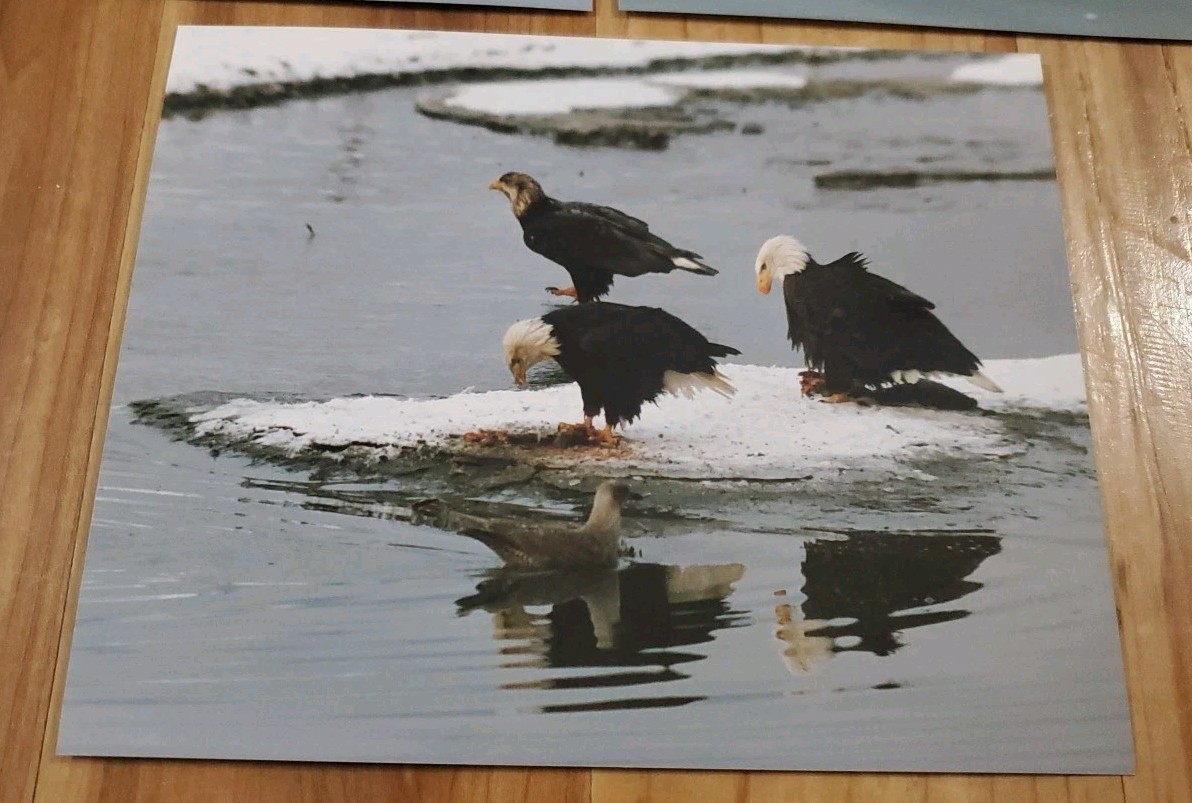 American Bald Eagle Print Pictures Lot of 3 Birds Nature Preserve Water 8×10