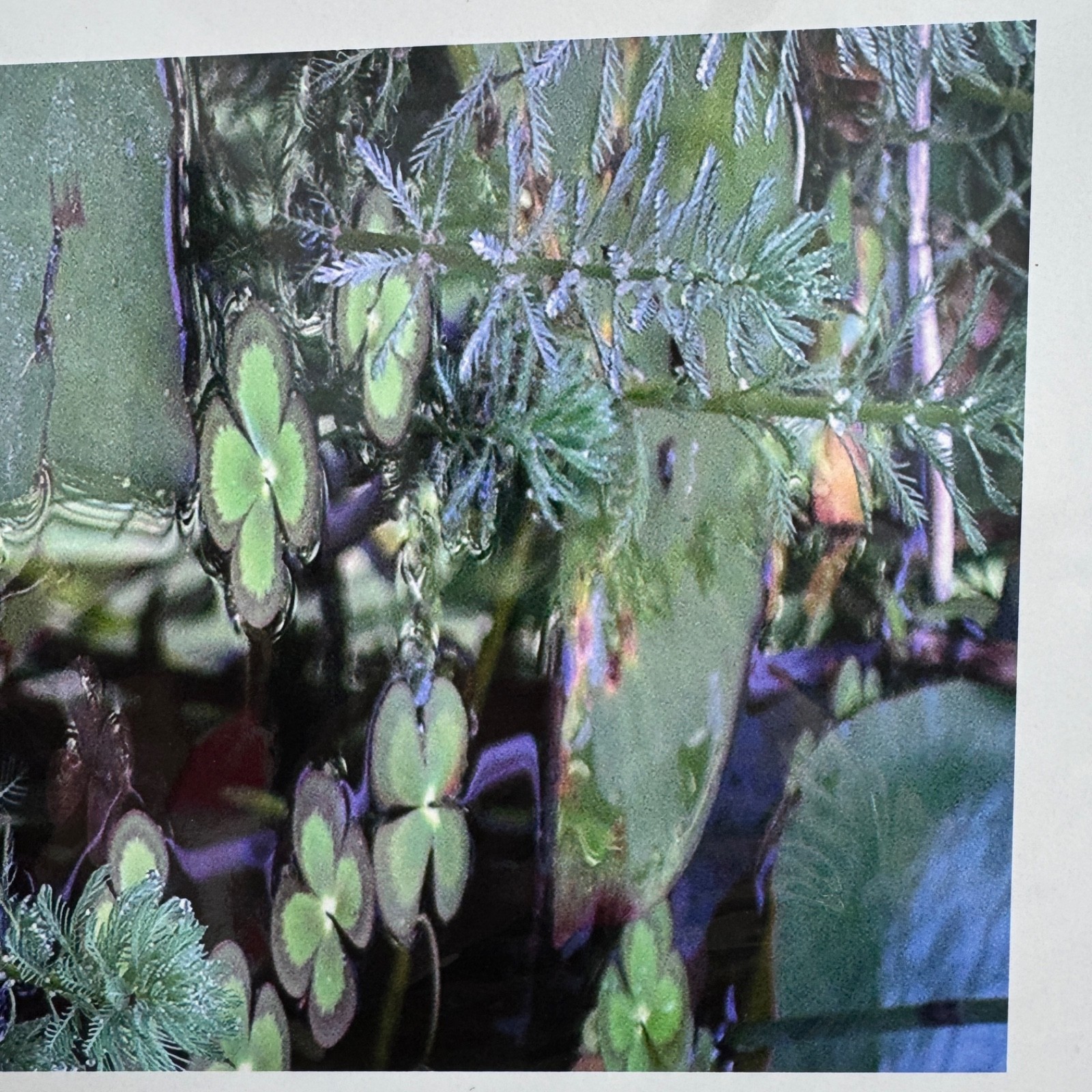 Photography Art Print Water Pond Flowers Close Up 2004 Sealed Packaging 19×13″