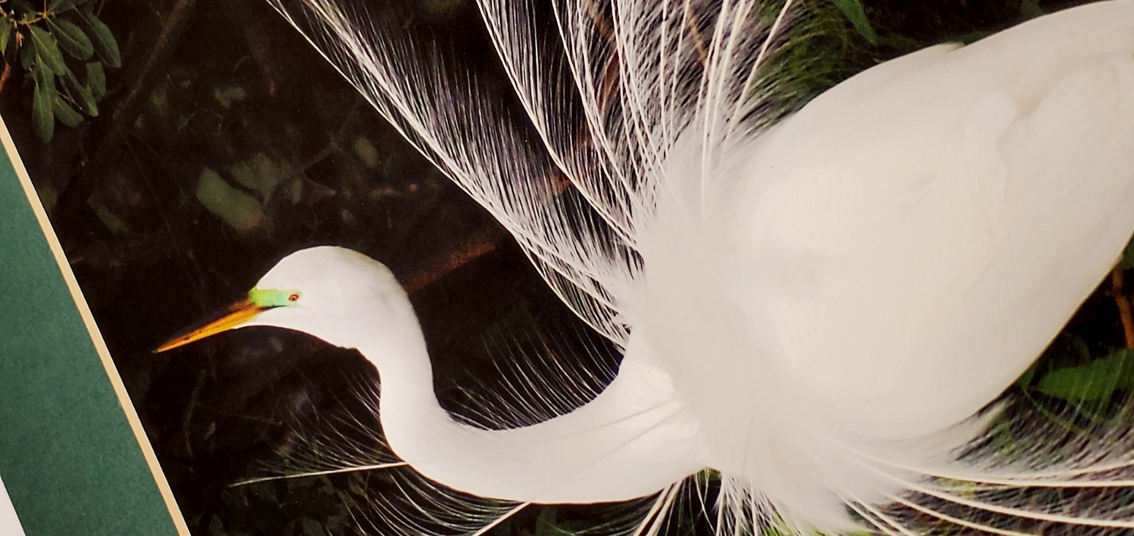Signed Bob Salyers Heron & Egret Wildlife Photo Prints Pair 11×14 2005 Matted
