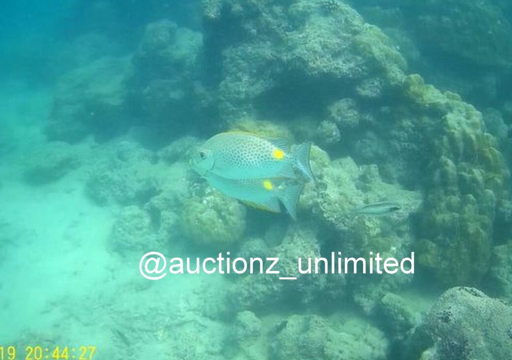 Digital Image Picture Photo Pic Andaman India underwater coral life scuba AND057