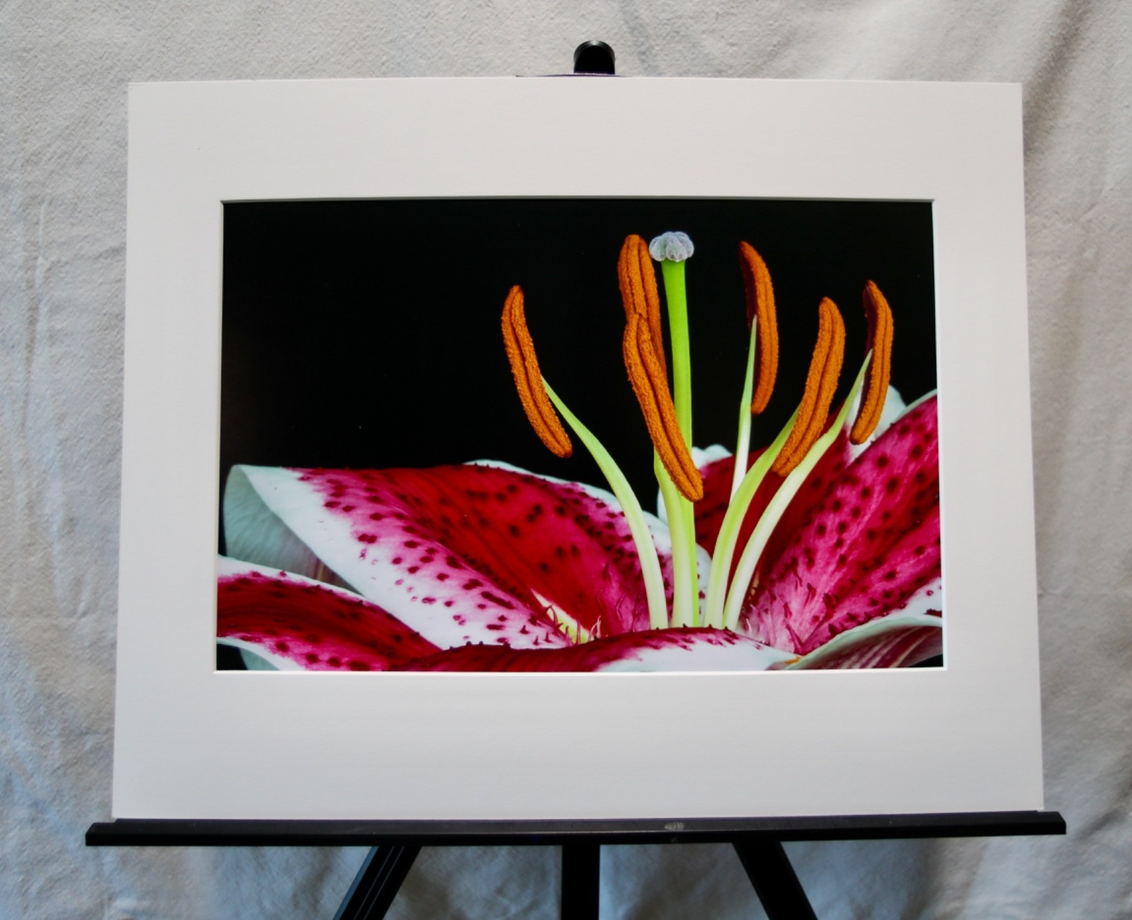 Original Photography Art Print “Stargazer”