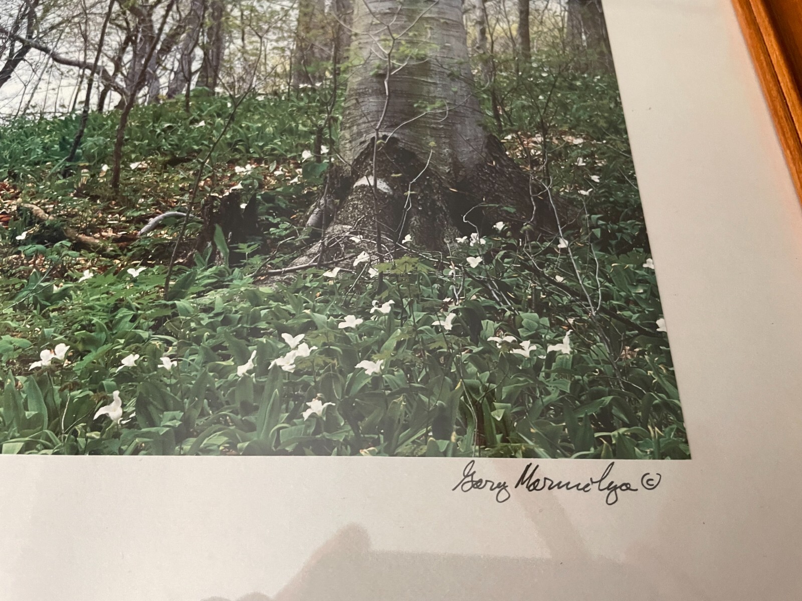 FOREST Photo by GARY MARMOLYA