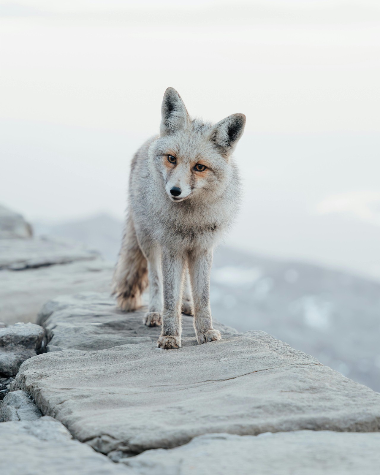 Majestic Arctic Fox on Stone Path in Winter 8″x10″ Photograph Print 8×10