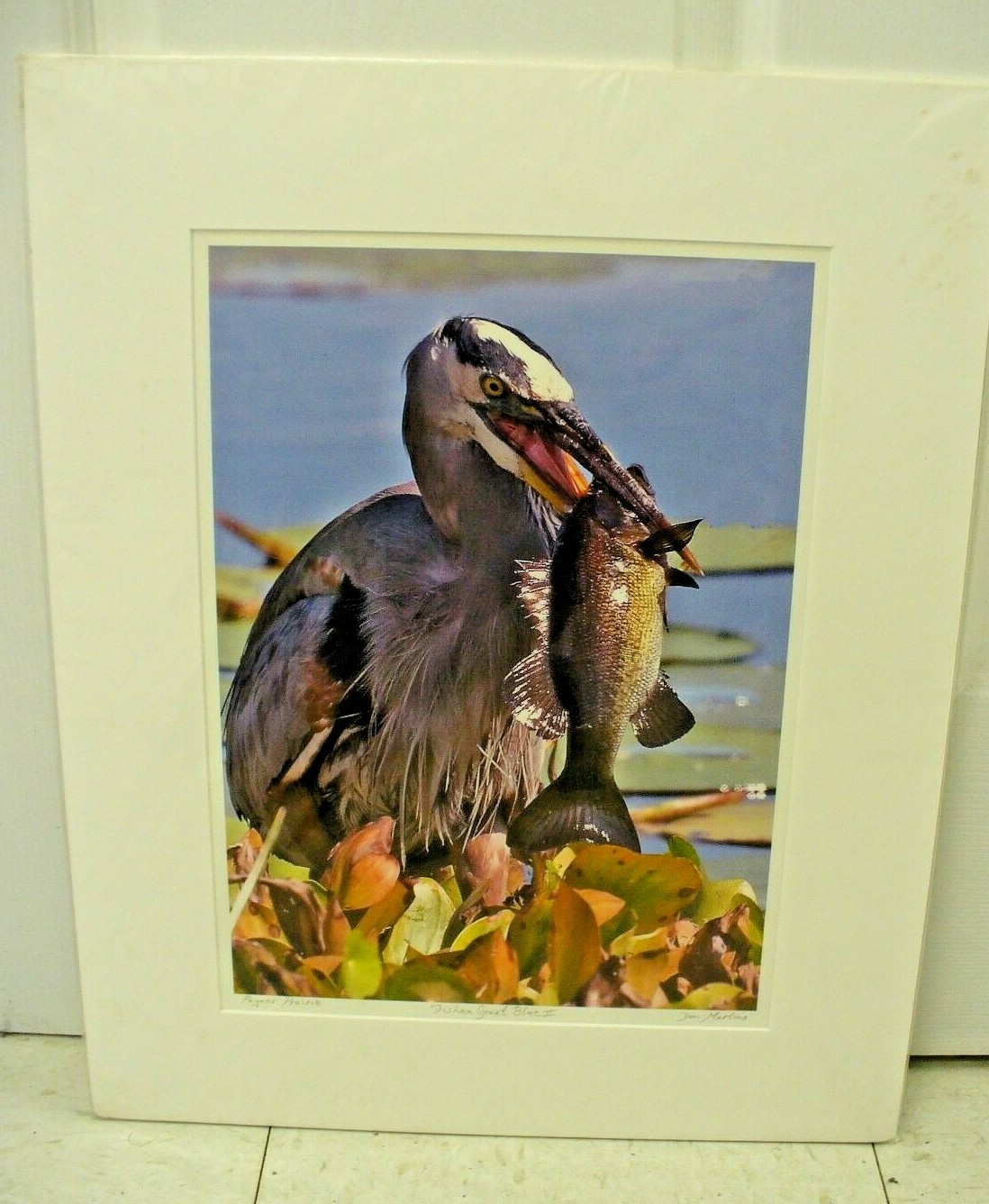 MATTED PHOTOGRAPHY Fishen Great Blue 2 in Paynes Prairie By Dom Martino 16x20in