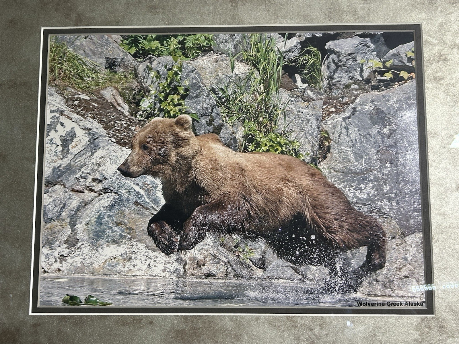 Framed Bear Wildlife Photograph Wolverine Creek Alaska Landscape Color 20x16in