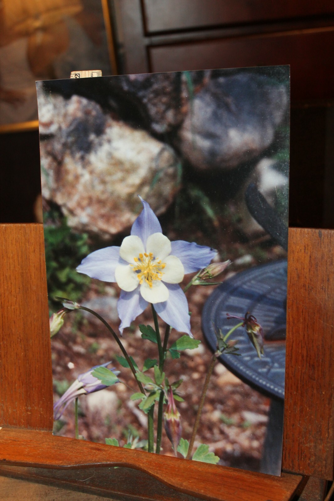 Vintage 8×12 Photo W. Beebe East Tennessee Flowers