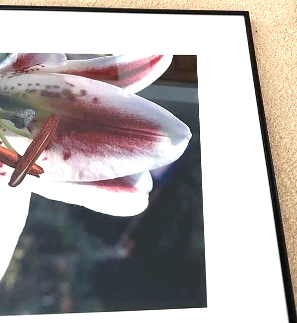 Art Photo 18×24″ William Moriarity Oriental Lily FRAMED matted signed Glass NICE