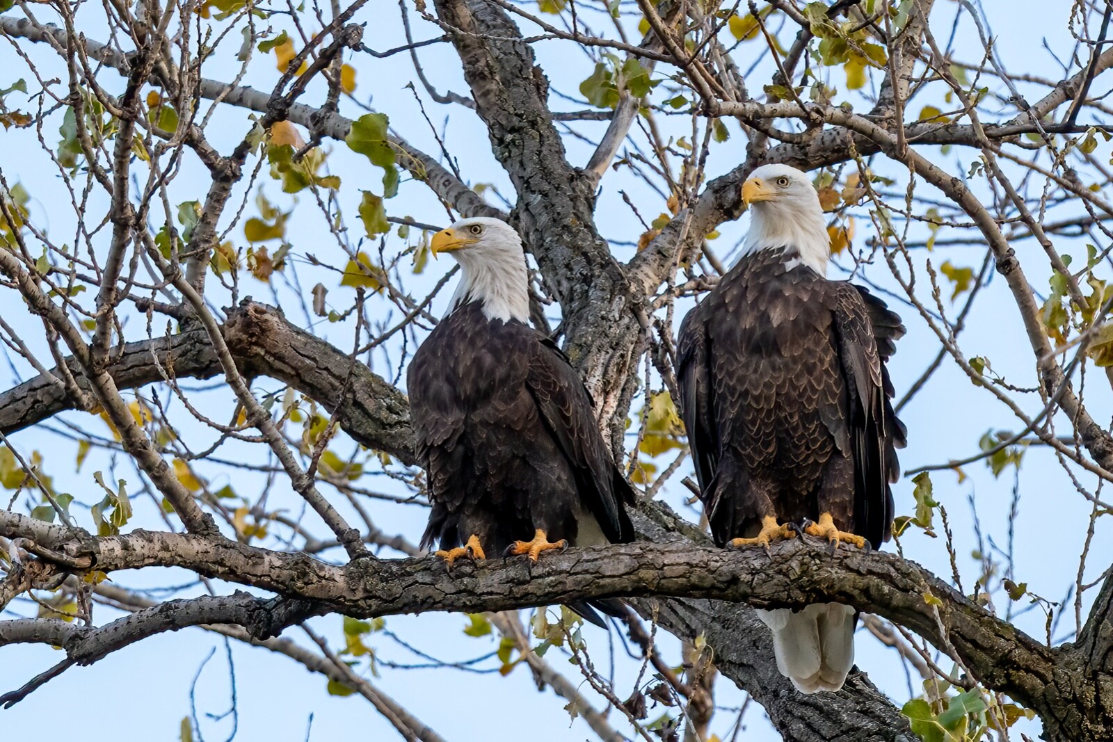 “American Bald Eagles” 2022 (24 x 30″ Metal Photo Print)