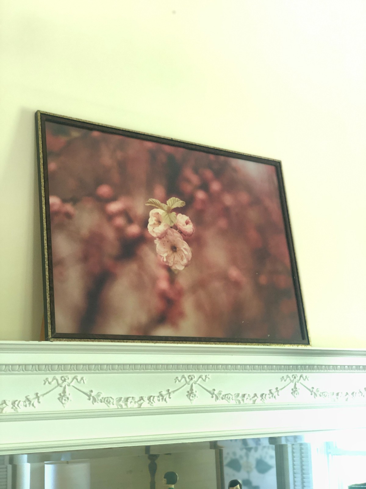 Antique Washington DC Cherry Blossoms