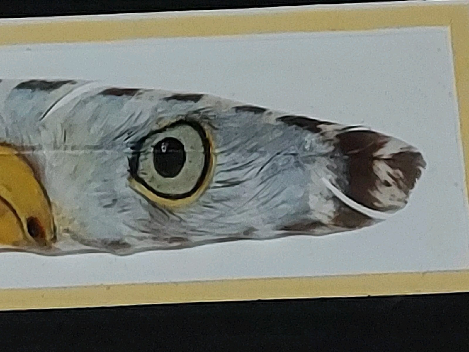Picture of Painted Turkey Feather With Bald Eagle Eyes Beak Vtg Look Wood Frame