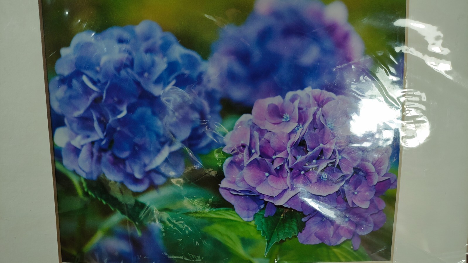 Original Photo Art Print Laurie A. Stuart Elizabethan Garden Hydrangea Flower