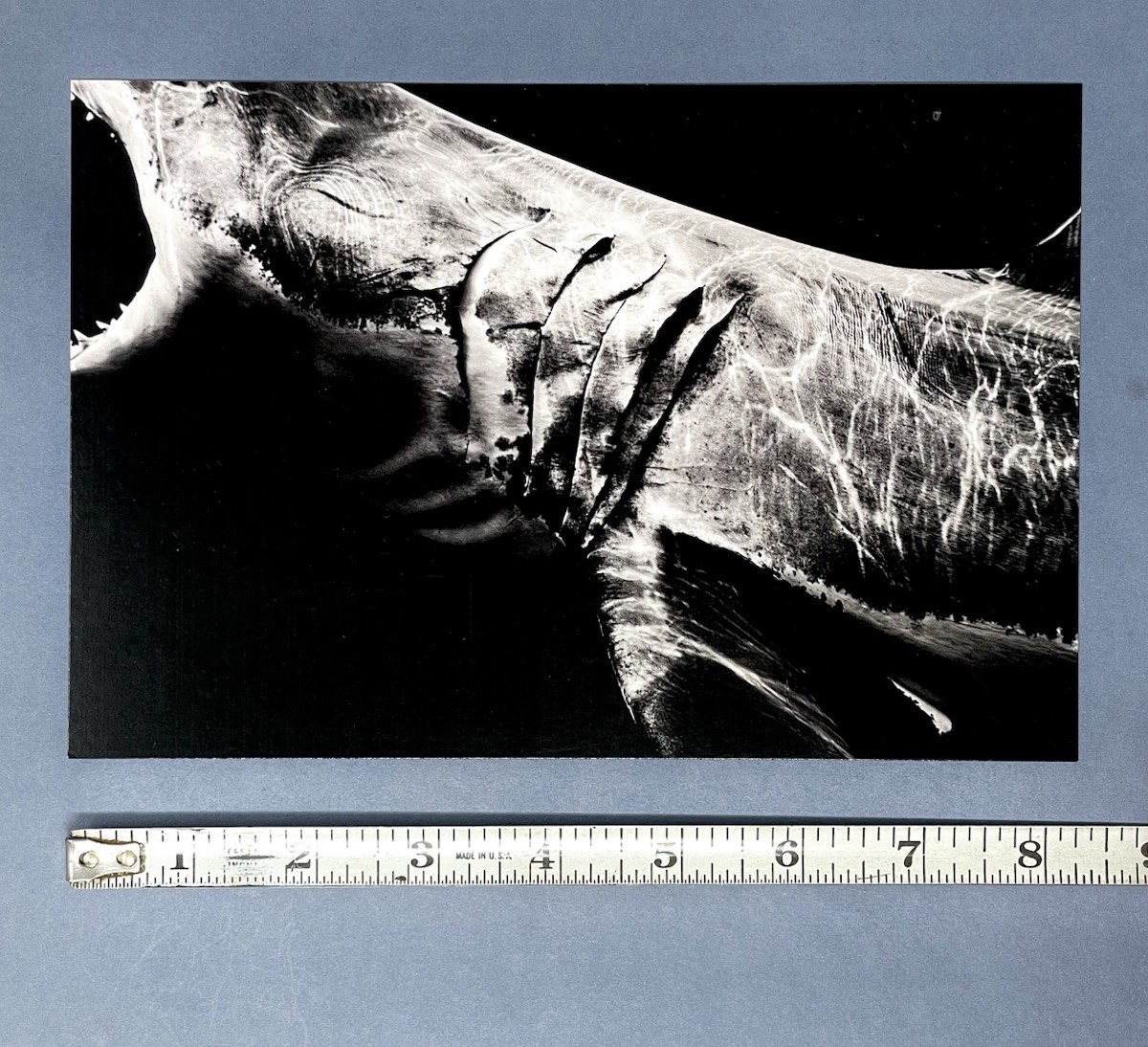 Matt Draper Art Show Announcement Card 2025 – Within One Breath – Leica Gallery