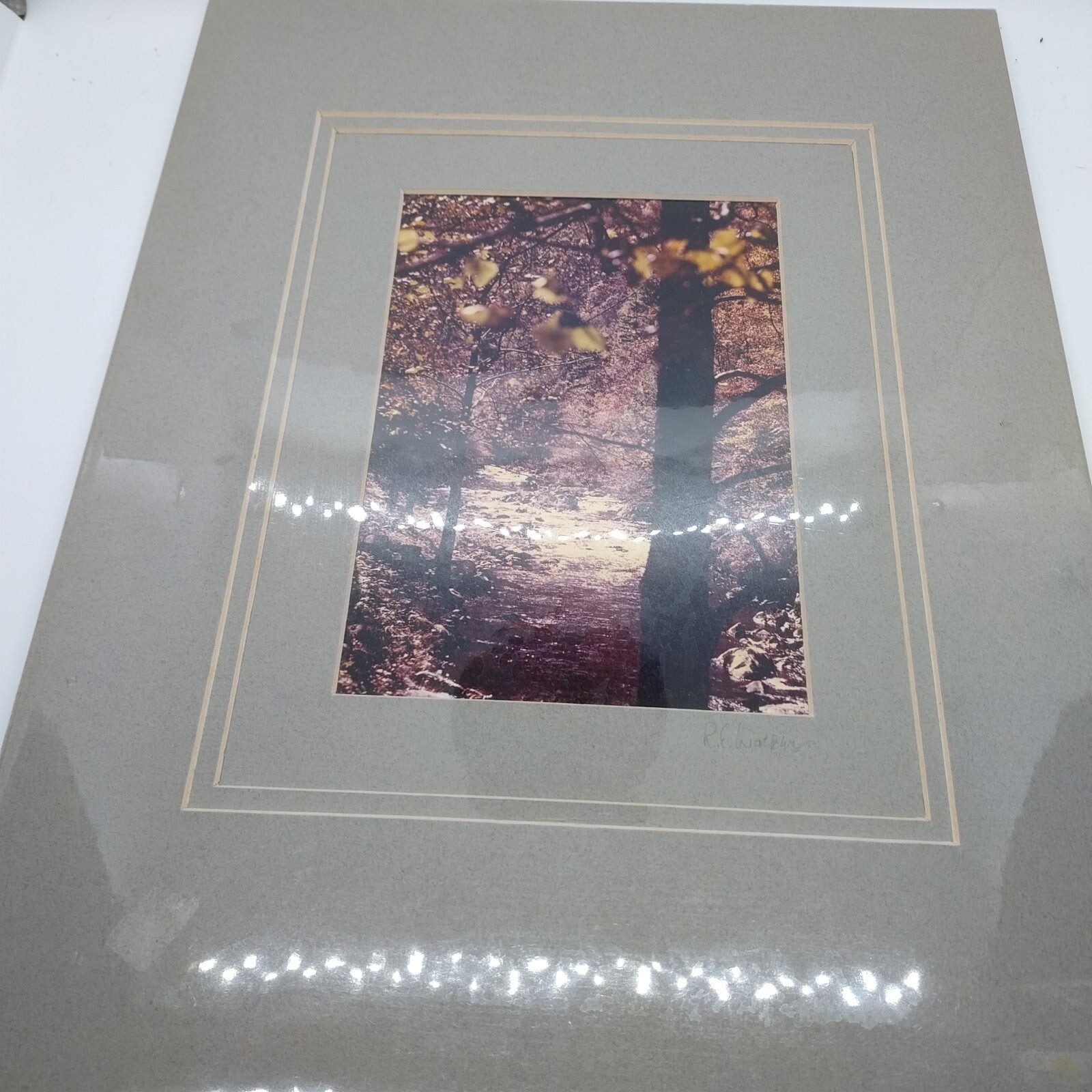 Photo Nature Trees Robert E Walker Venice Florida Signed Matted Sealed 5×7 sepia