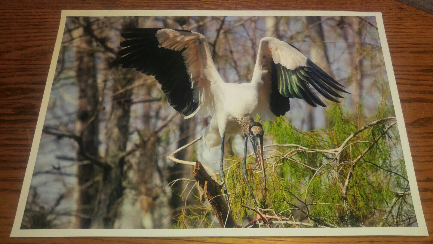 19×13 Digital Art Photograph Wood Stork Bird Wildlife Bay Ocean Nesting